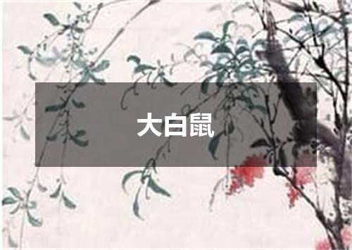 大白鼠