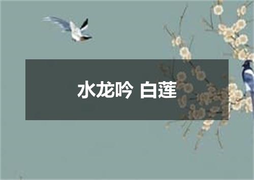 水龙吟 白莲