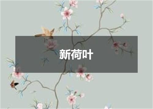 新荷叶