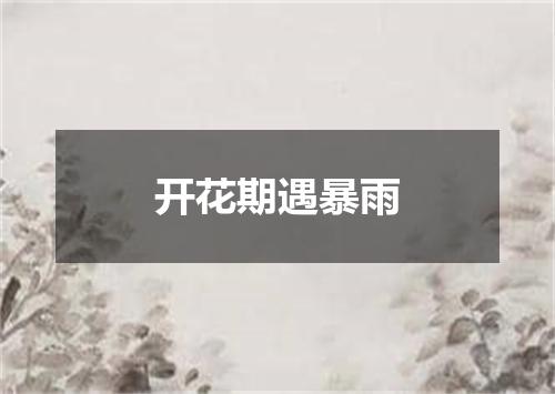 开花期遇暴雨