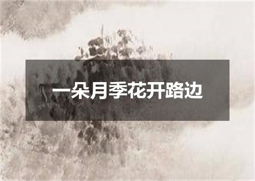 一朵月季花开路边