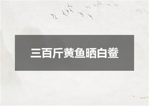 三百斤黄鱼晒白鲞