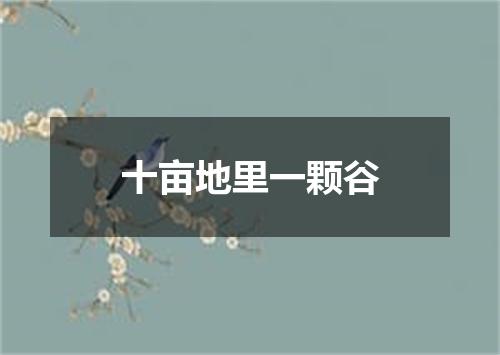 十亩地里一颗谷