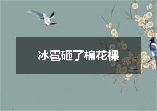 冰雹砸了棉花棵