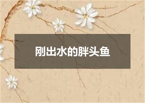 刚出水的胖头鱼