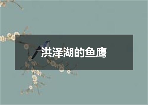 洪泽湖的鱼鹰