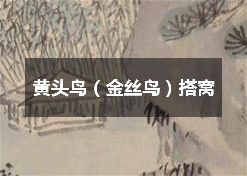 黄头鸟（金丝鸟）搭窝