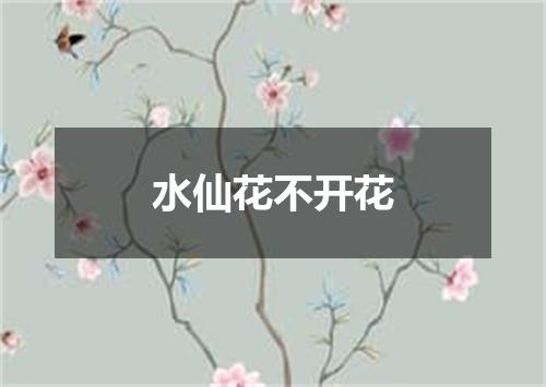 水仙花不开花