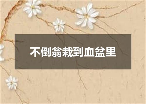 不倒翁栽到血盆里