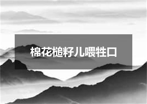 棉花槌籽儿喂牲口