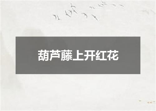 葫芦藤上开红花