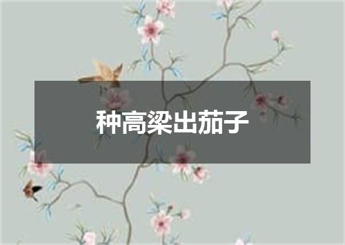 种高梁出茄子