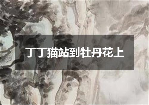 丁丁猫站到牡丹花上
