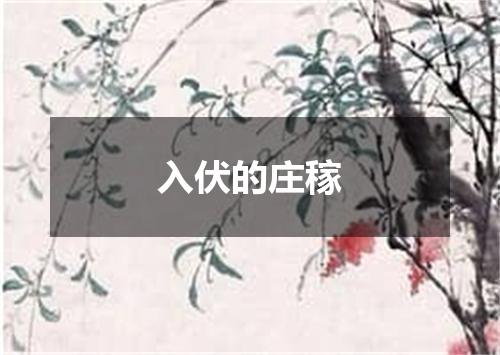 入伏的庄稼