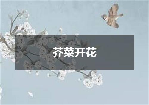 芥菜开花