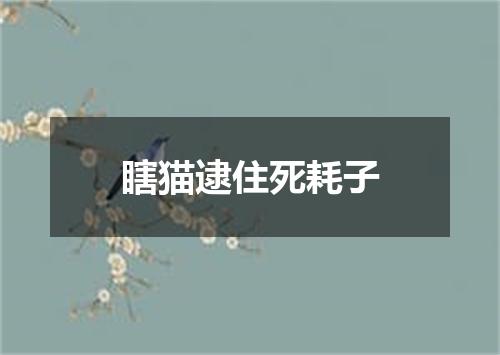 瞎猫逮住死耗子