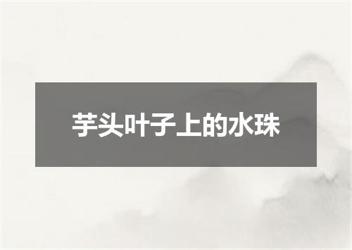 芋头叶子上的水珠