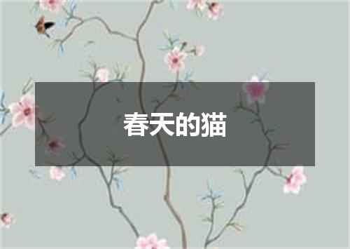 春天的猫