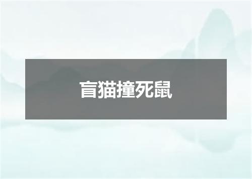 盲猫撞死鼠