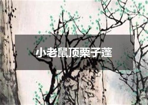 小老鼠顶栗子蓬