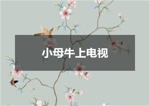 小母牛上电视