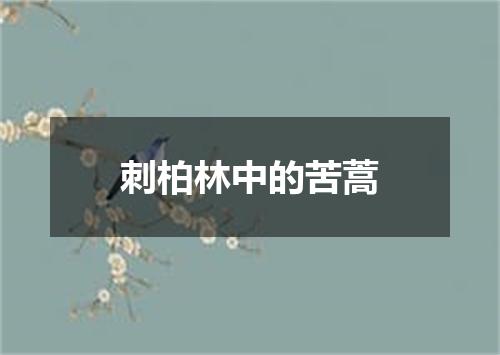 刺柏林中的苦蒿