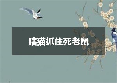 瞎猫抓住死老鼠