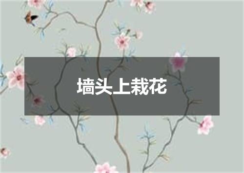 墙头上栽花