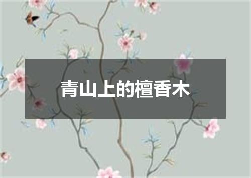 青山上的檀香木