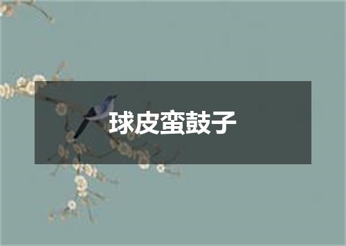 球皮蛮鼓子