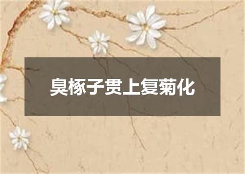 臭椓子贯上复菊化