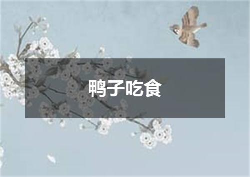 鸭子吃食