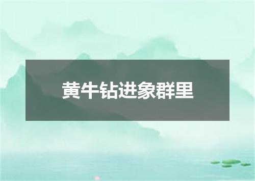 黄牛钻进象群里