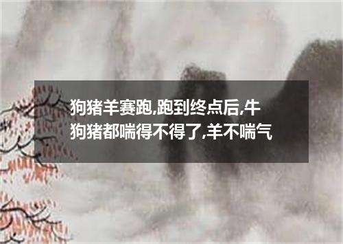 狗猪羊赛跑,跑到终点后,牛狗猪都喘得不得了,羊不喘气