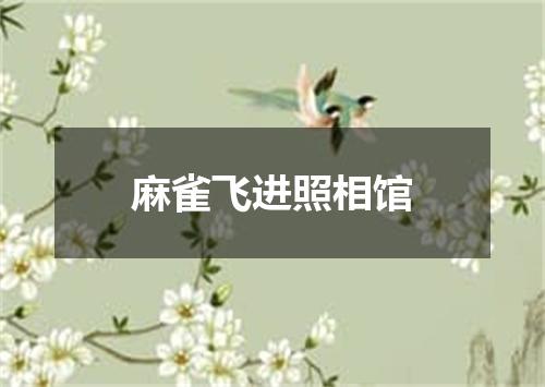 麻雀飞进照相馆