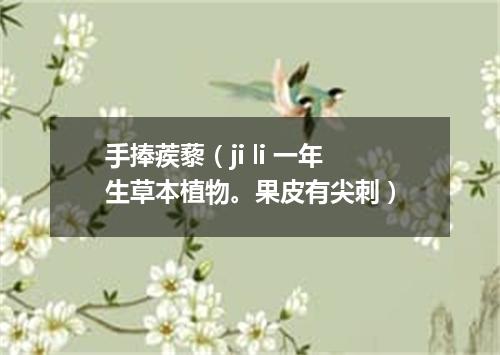 手捧蒺藜（ji li 一年生草本植物。果皮有尖刺）