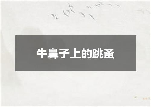牛鼻子上的跳蚤