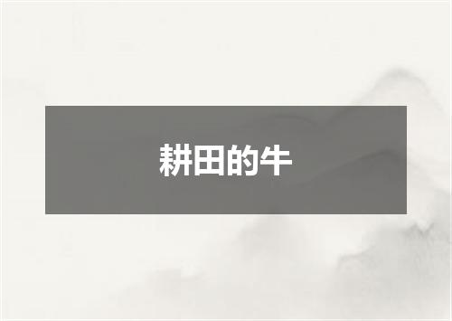 耕田的牛