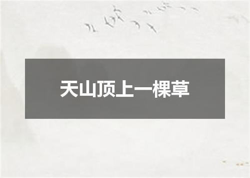 天山顶上一棵草