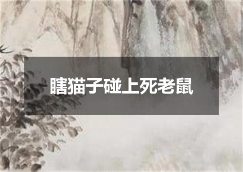 瞎猫子碰上死老鼠