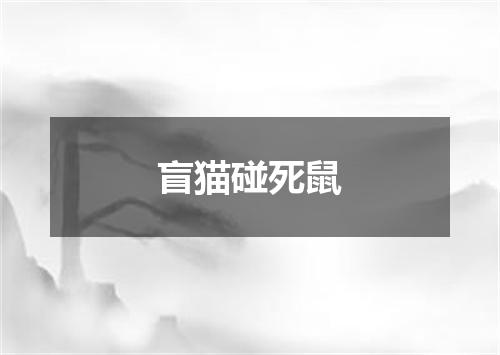 盲猫碰死鼠
