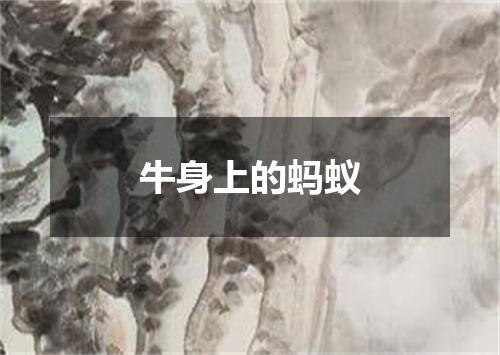 牛身上的蚂蚁