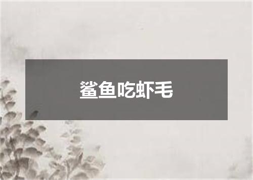 鲨鱼吃虾毛
