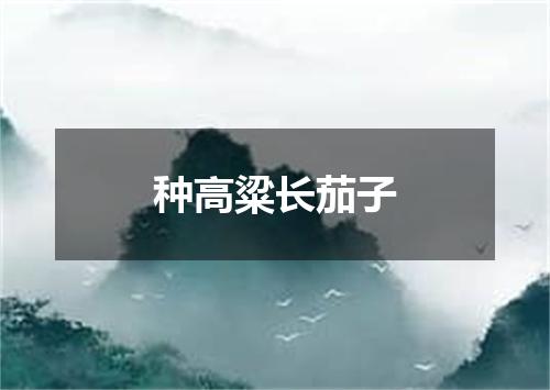 种高粱长茄子