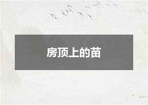 房顶上的苗
