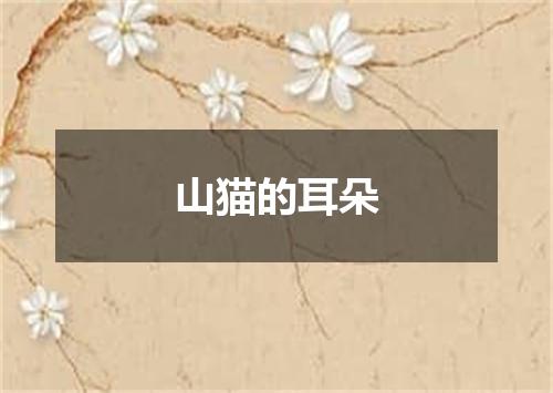 山猫的耳朵