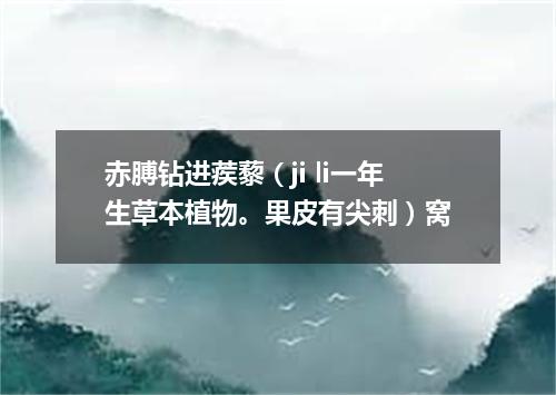 赤膊钻进蒺藜（ji li一年生草本植物。果皮有尖刺）窝