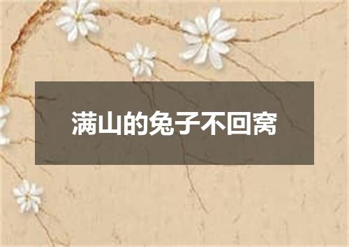满山的兔子不回窝