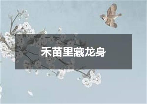 禾苗里藏龙身