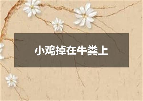 小鸡掉在牛粪上